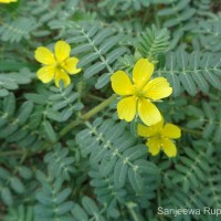 Tribulus terrestris L.